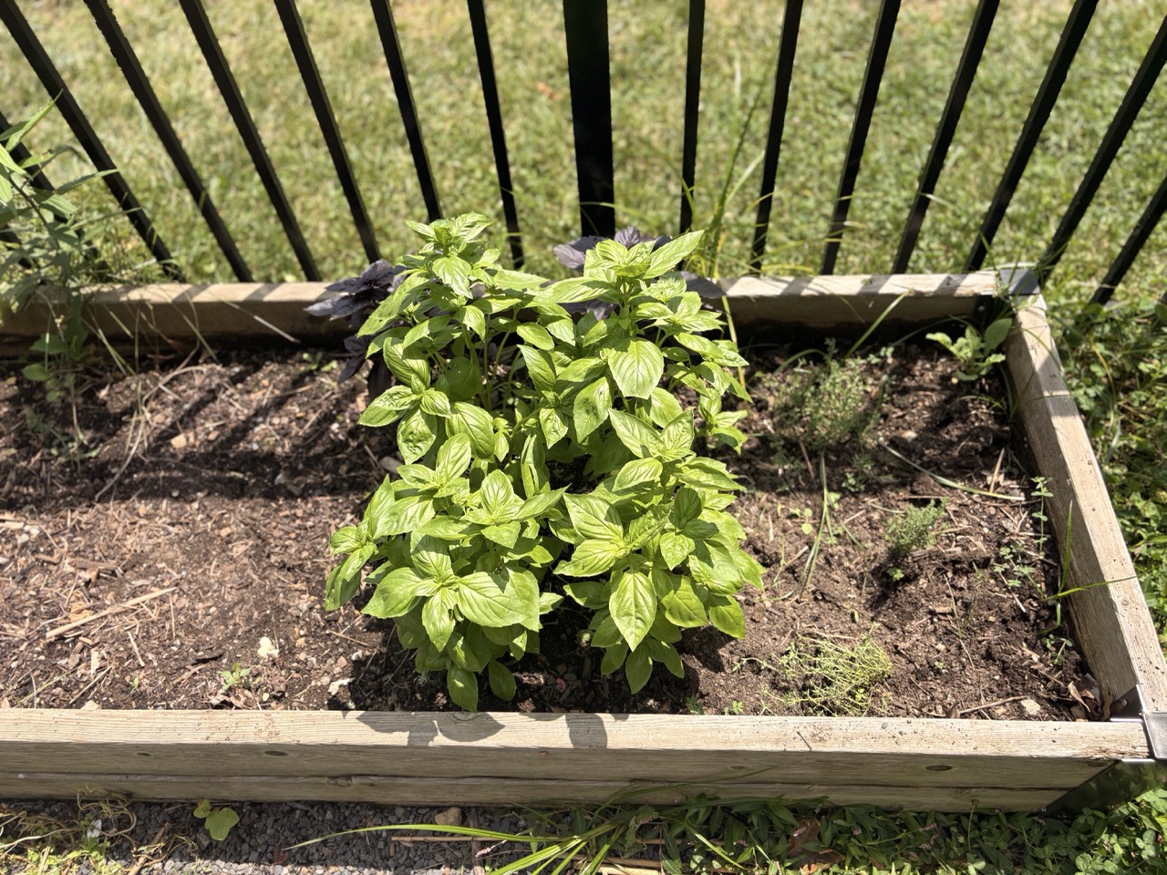 Basil growing in a raised wooden bed