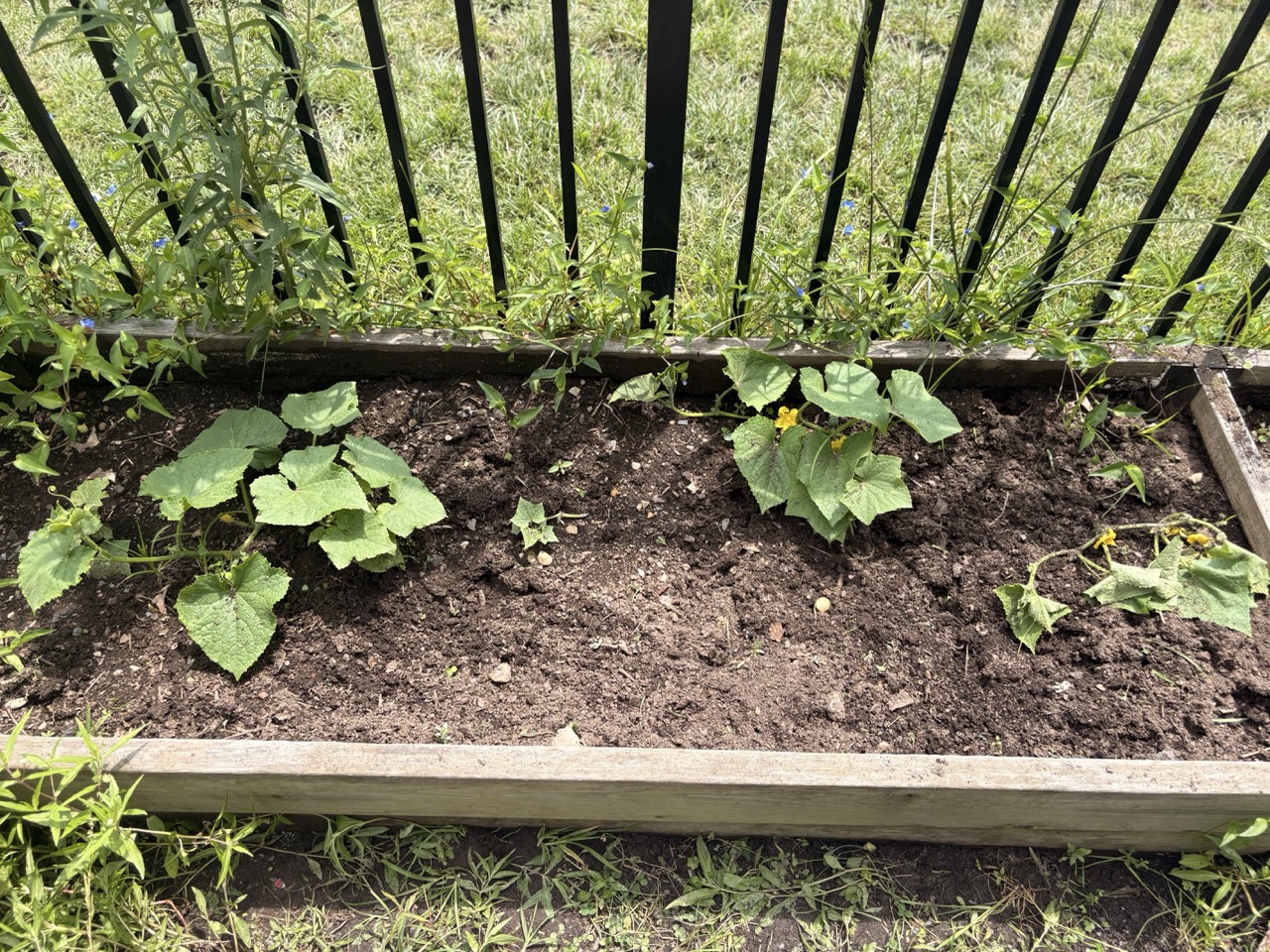 Young cucumber plants flowering in a raised bed