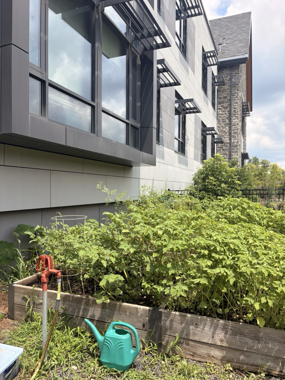 Raised garden beds full of tomato plants beside a building, with a watering can
