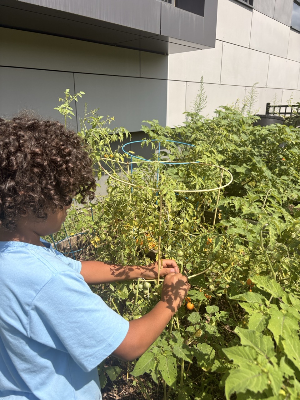 A child picking ripe cherry tomatoes from a garden bed